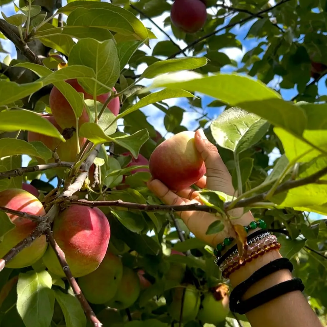 Family apple picking at a Vermont orchard.