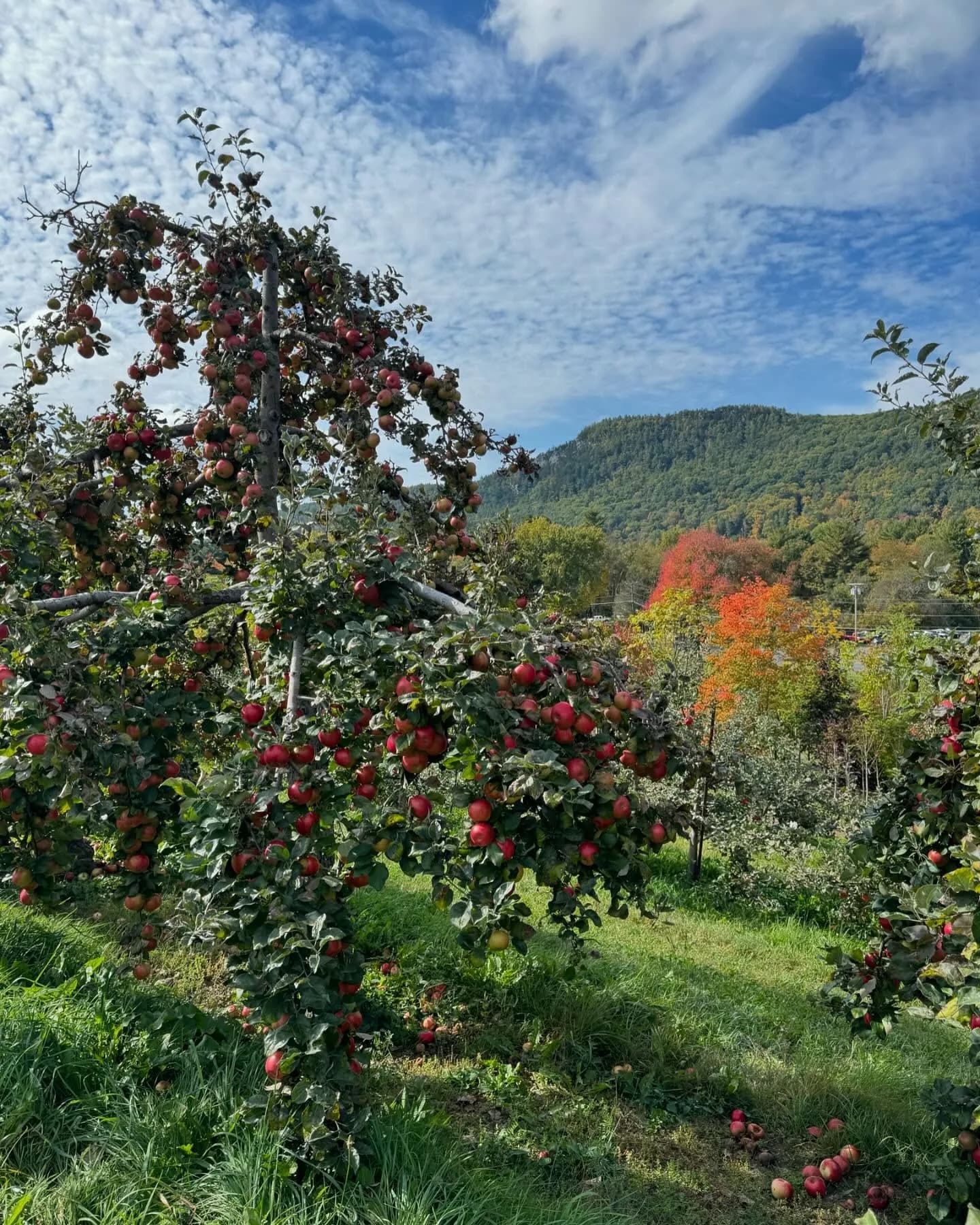 Baskets of apples inside a New England farm store.