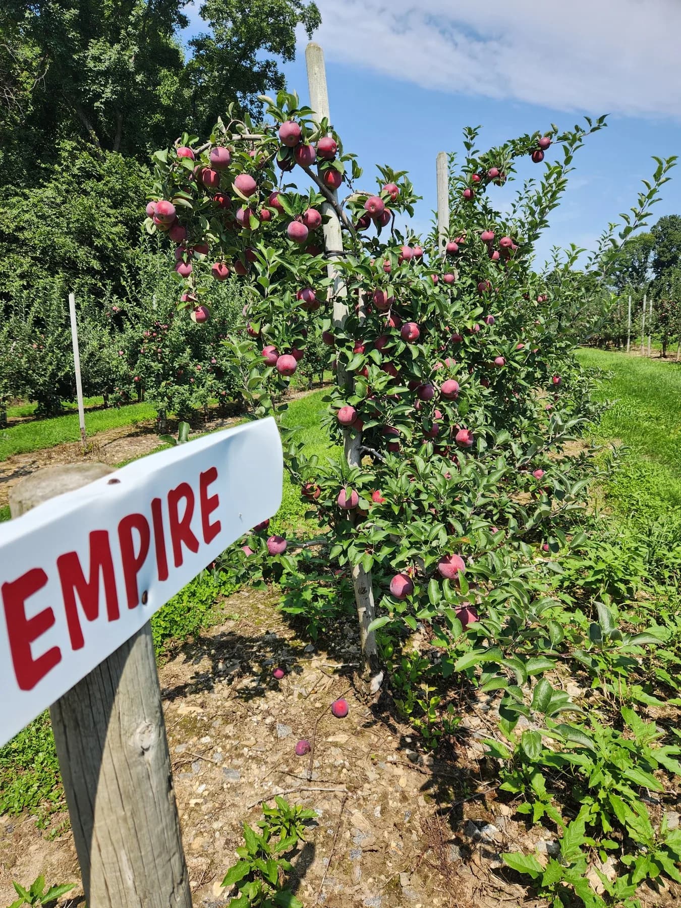 Hand picking an apple from a tree in a Rhode Island orchard.