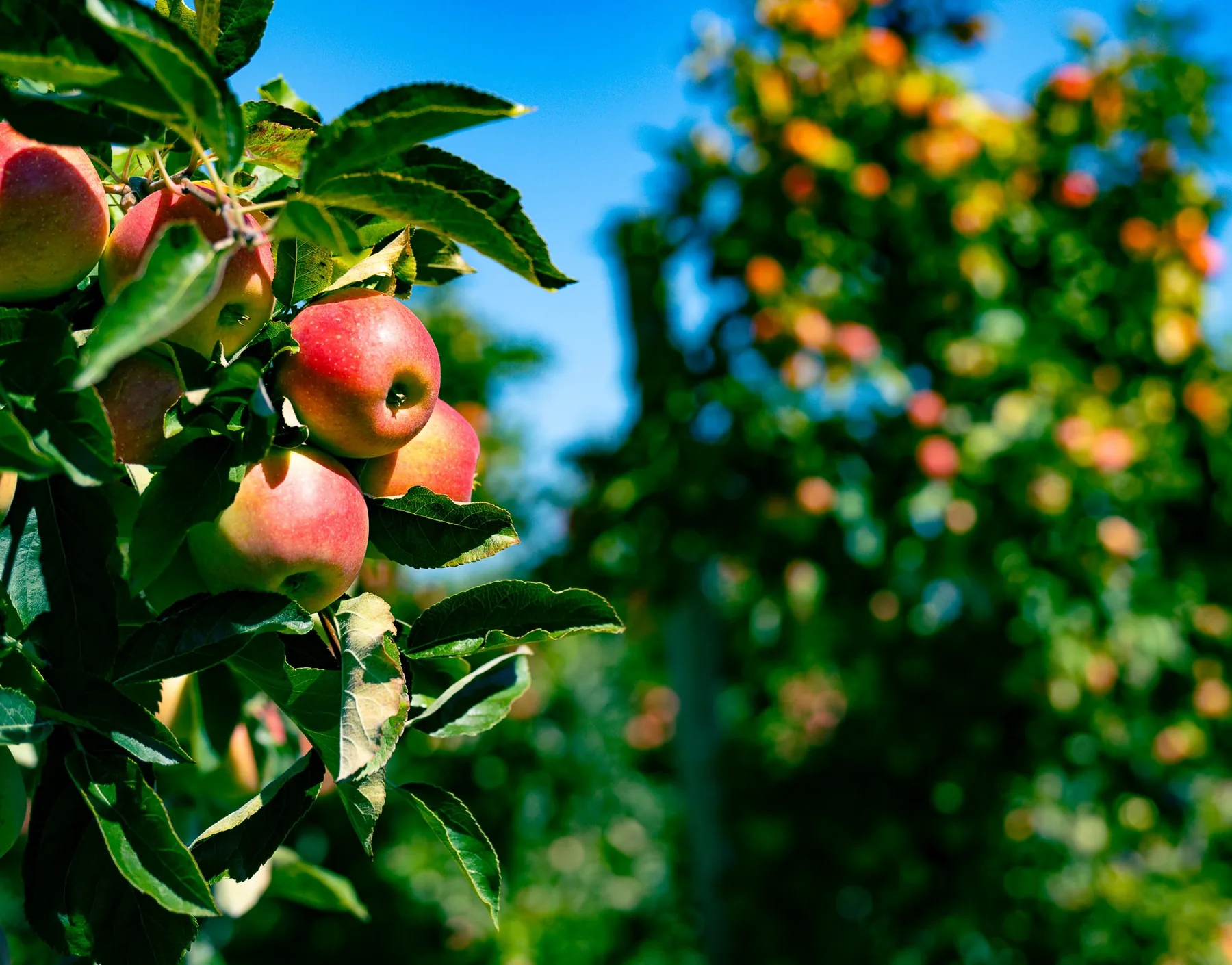 Workers harvesting apples from ladders in a New England orchard near Vermont.