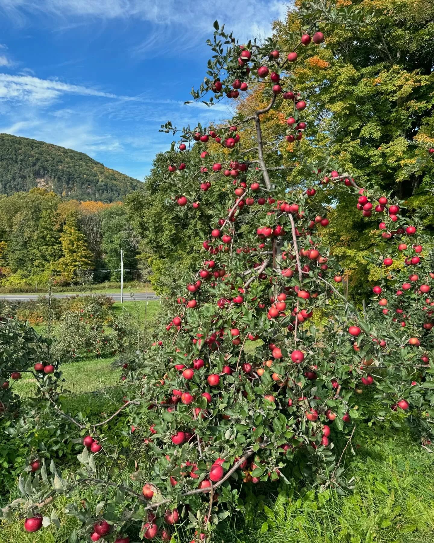 Heavy apple branch with ripe fruit for apple picking in Maine.