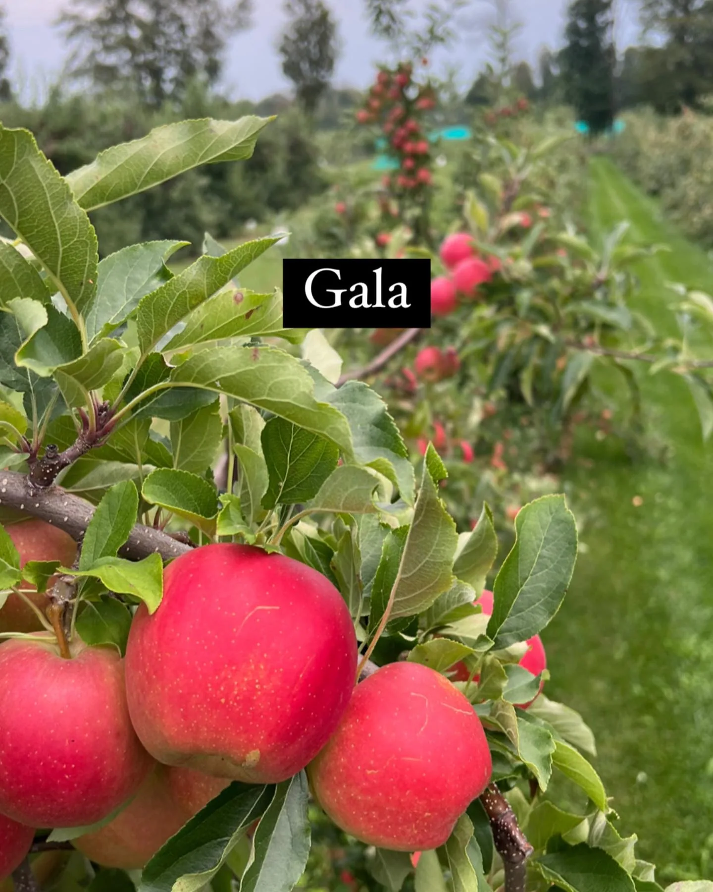 Child tasting an apple in an orchard for a family-friendly Vermont apple picking trip.
