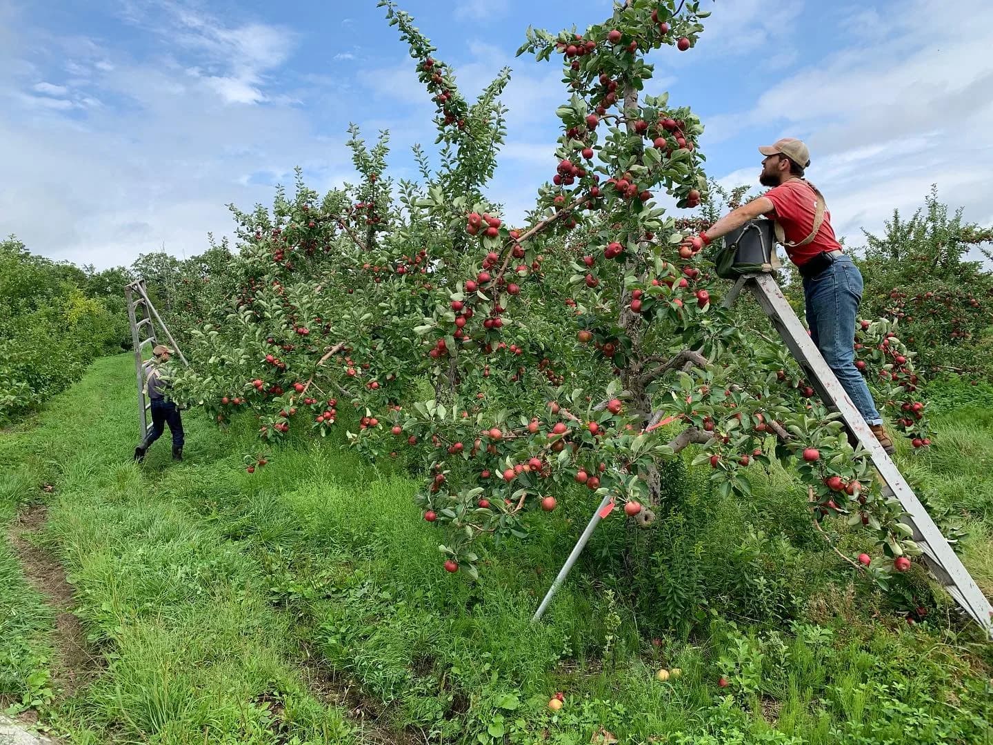 Freshly picked apples in a bag after apple picking in Massachusetts.