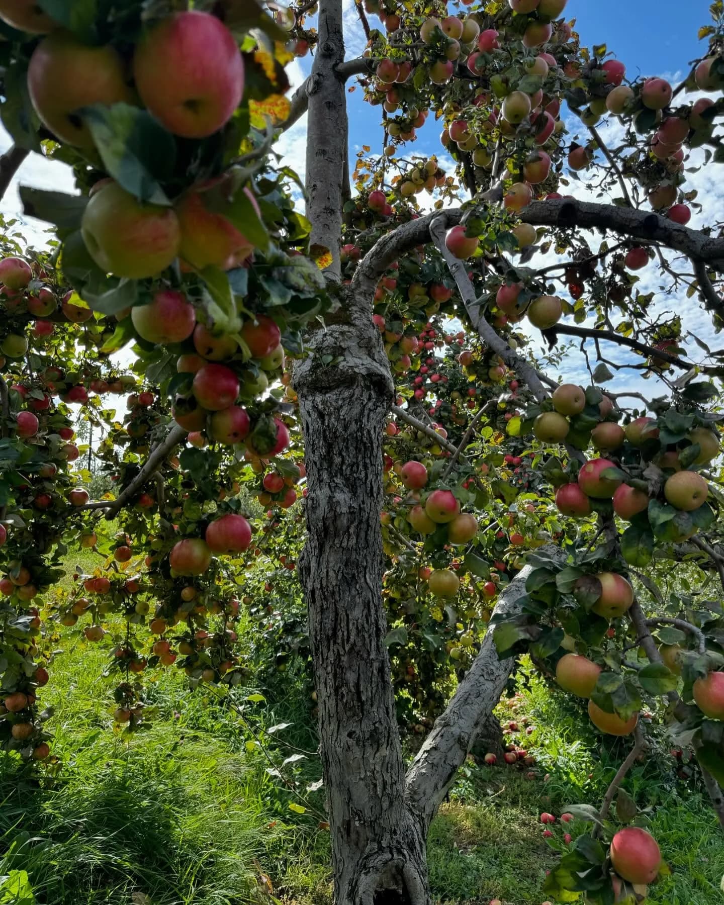 Gala apple sign and ripe apples for variety planning in Maine.