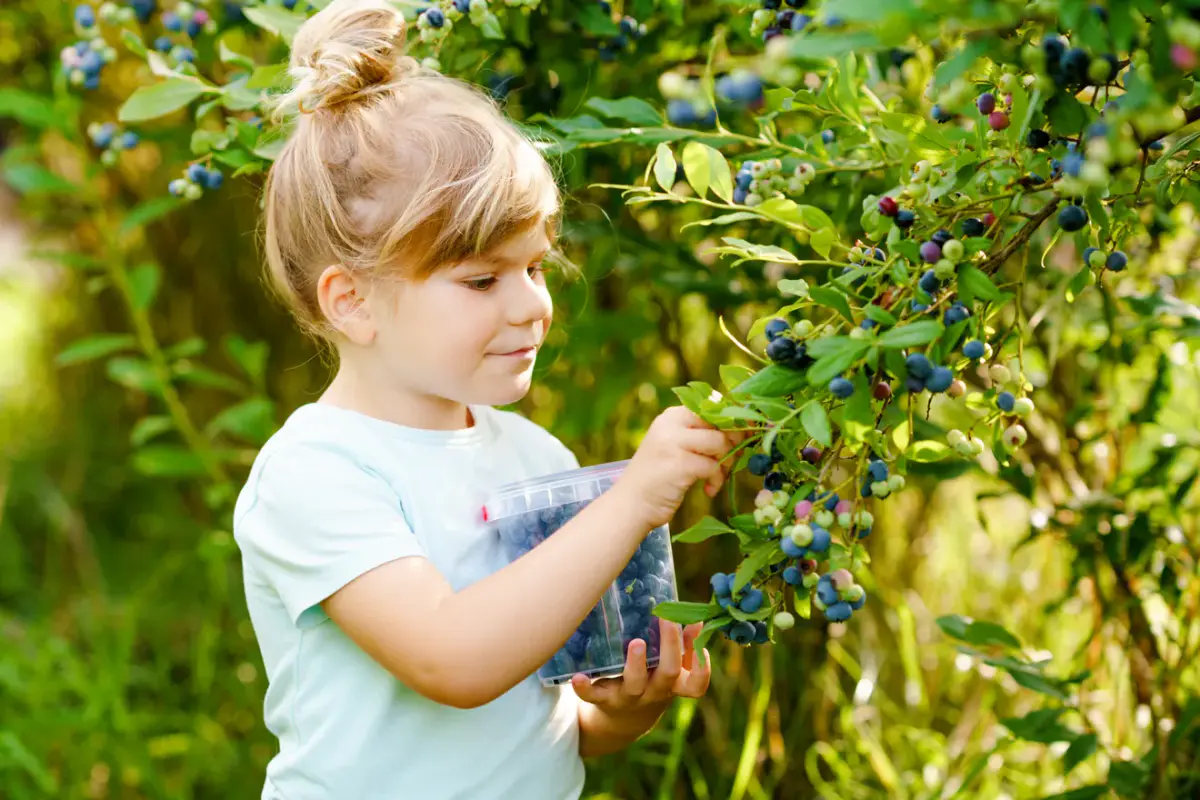 Child picking blueberries from highbush rows for a Rhode Island blueberry picking guide.