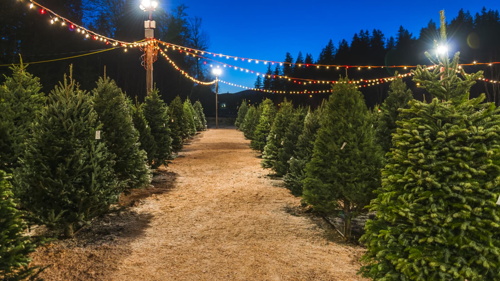 Christmas tree rows with holiday lights for Connecticut winter farm shops.