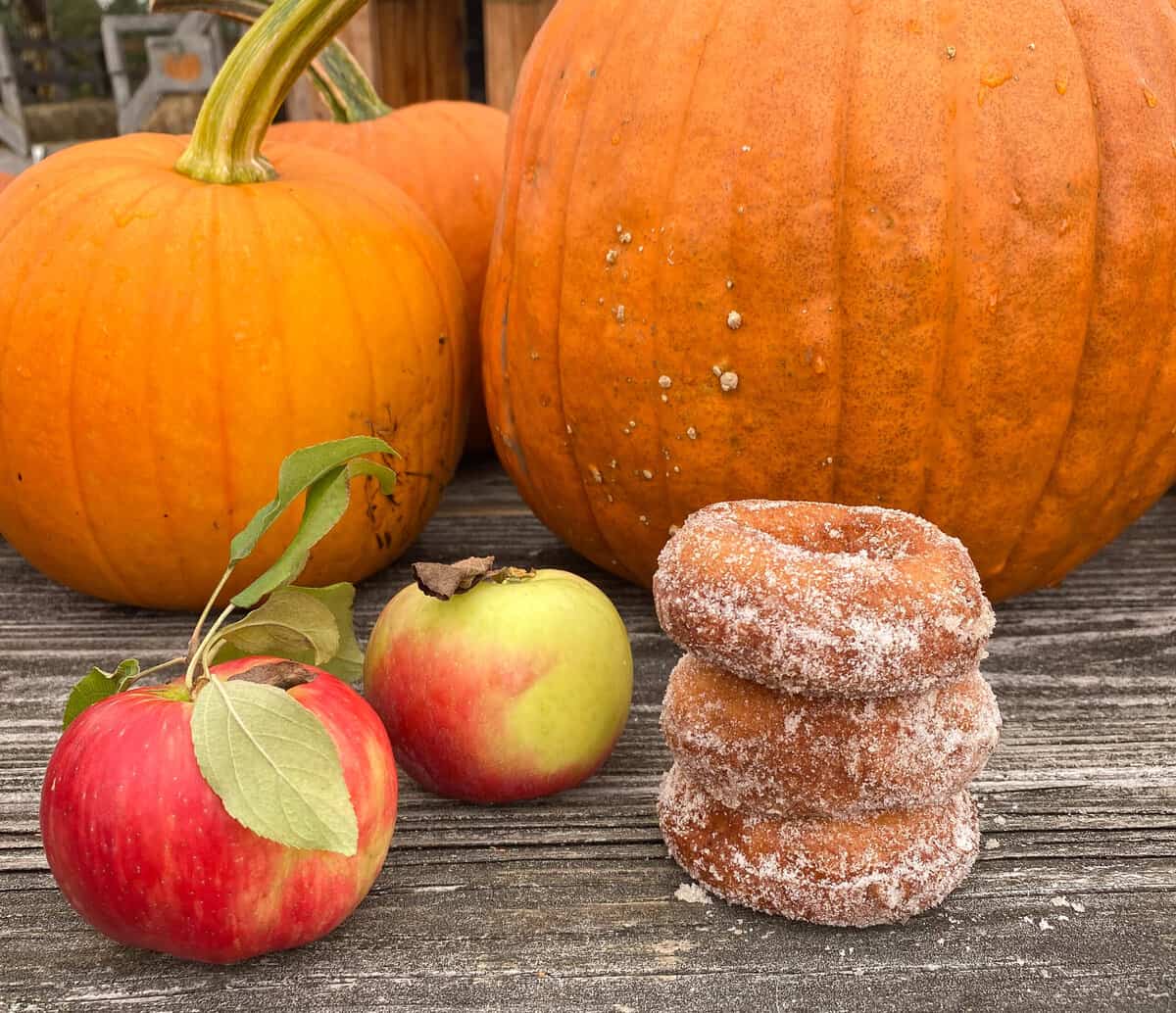 Cider donuts being packed at a Massachusetts farm bakery counter.