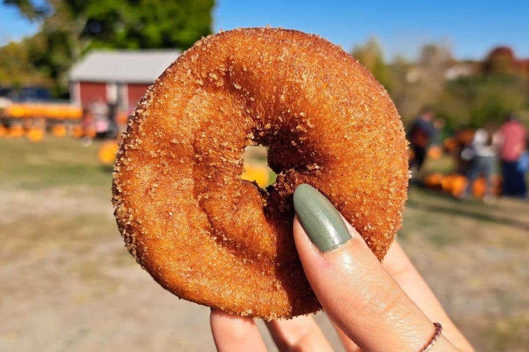 Fresh cider donut held at a fall farm stop in Rhode Island.