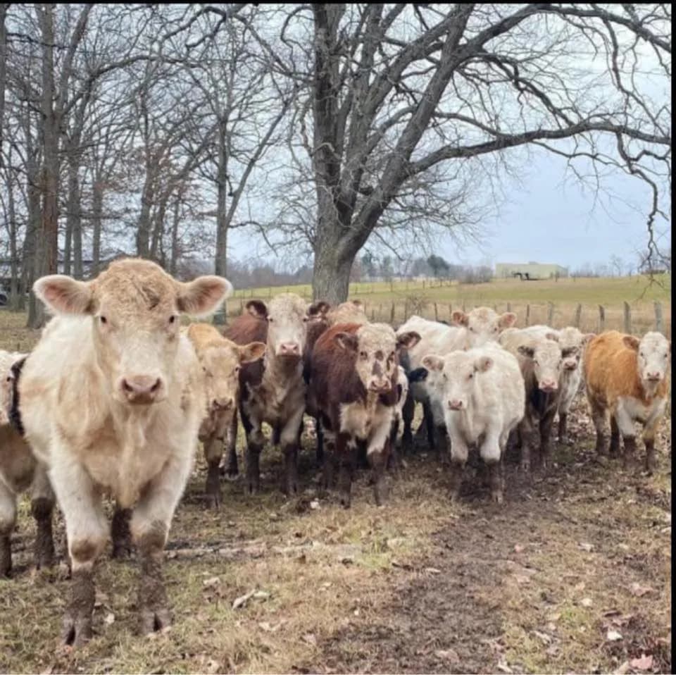 Pasture livestock scene for Maine CSA farm share planning.