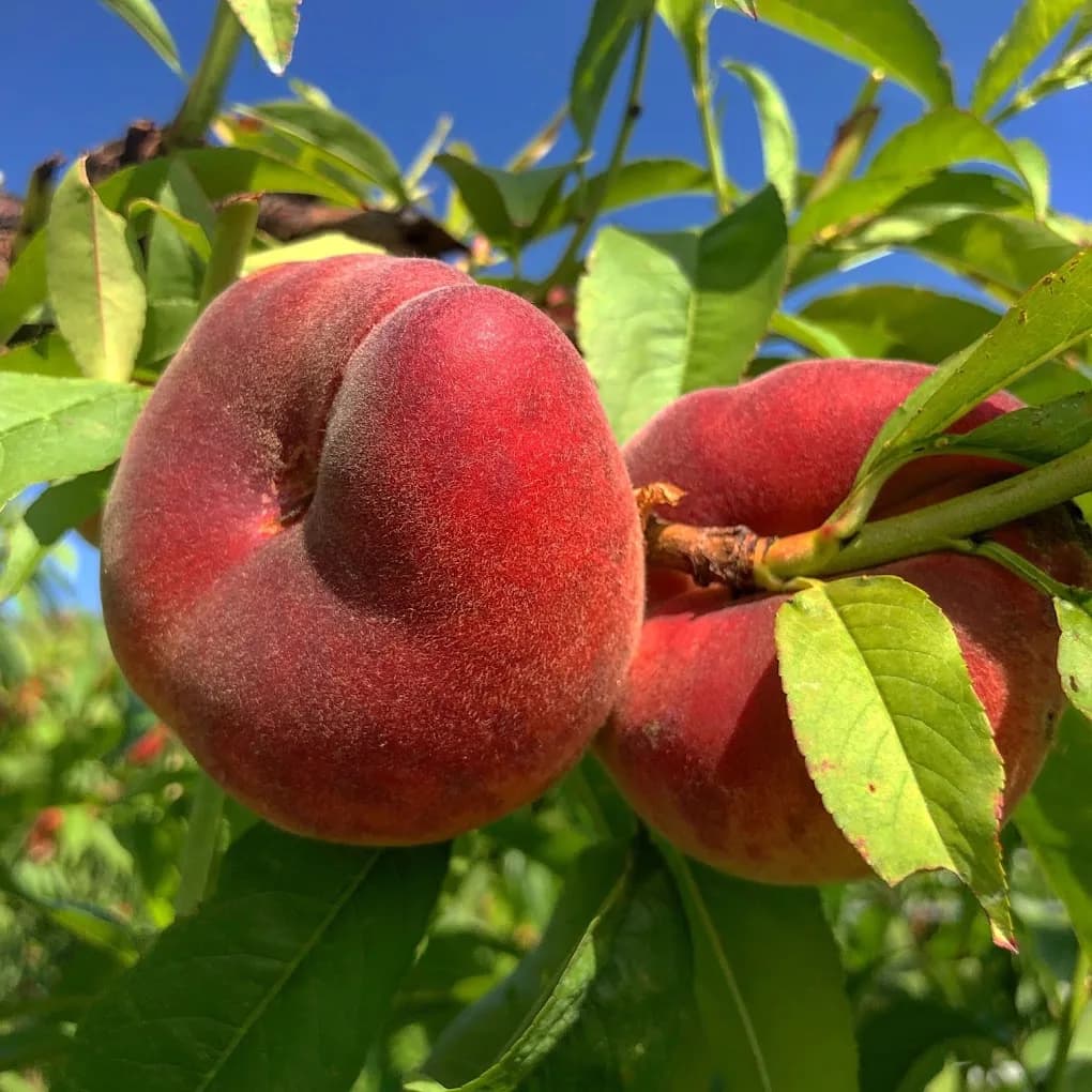 Peach orchard crop for summer New Hampshire CSA shares and farm pickups.