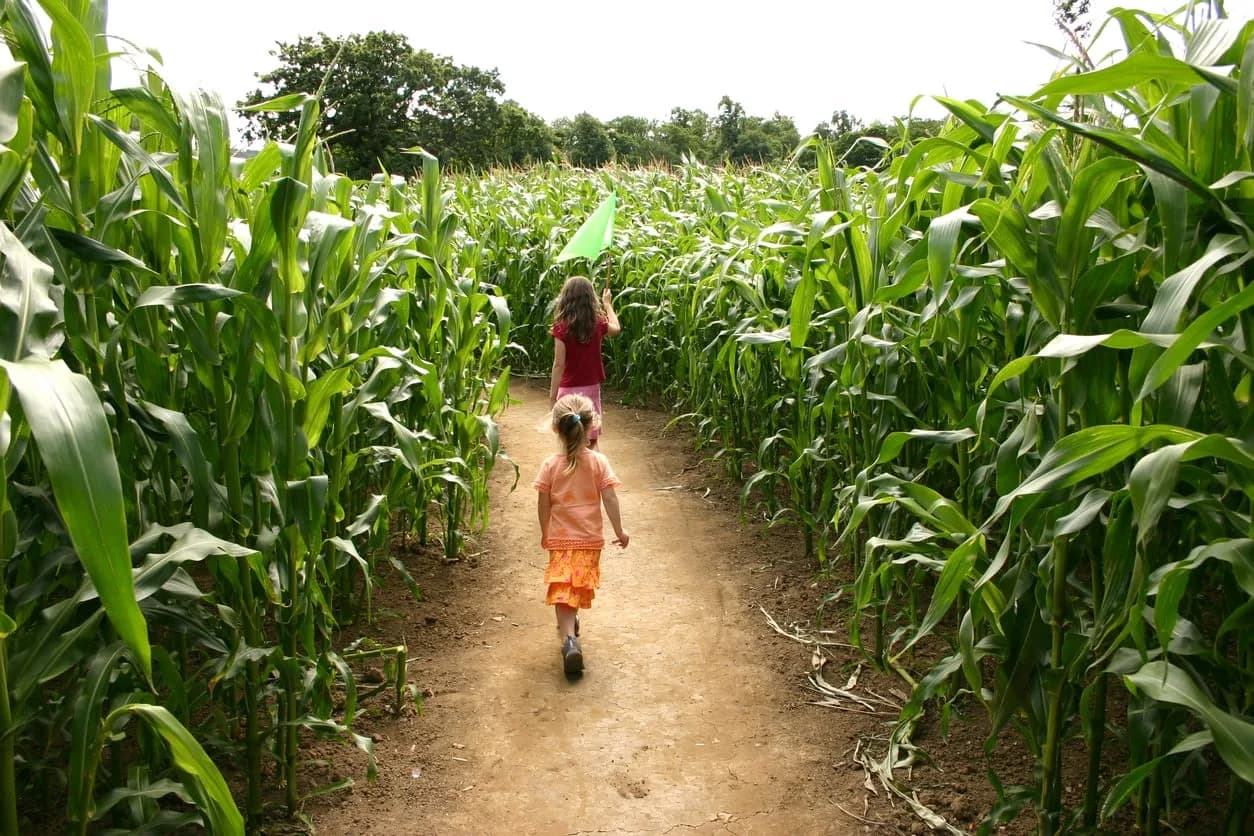 Family walking a corn maze path for Rhode Island farm outings with kids.