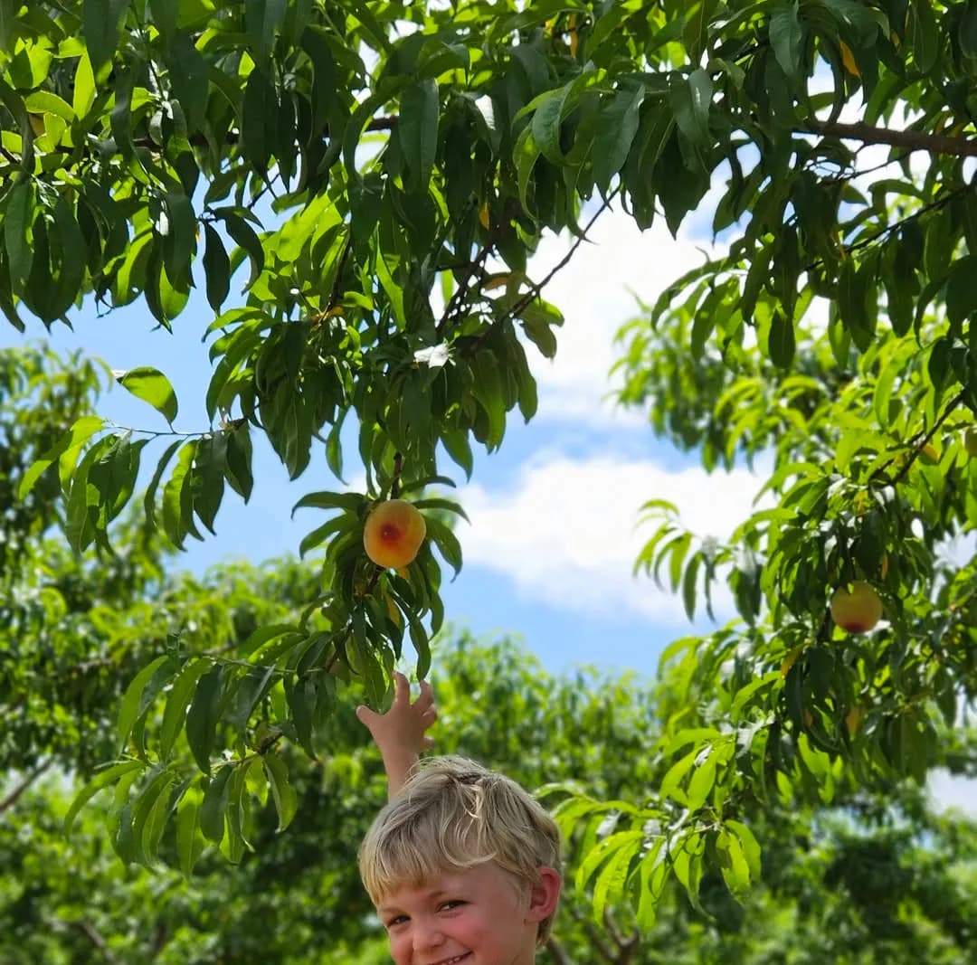 Child in a peach orchard for a family-friendly New Hampshire farm visit.