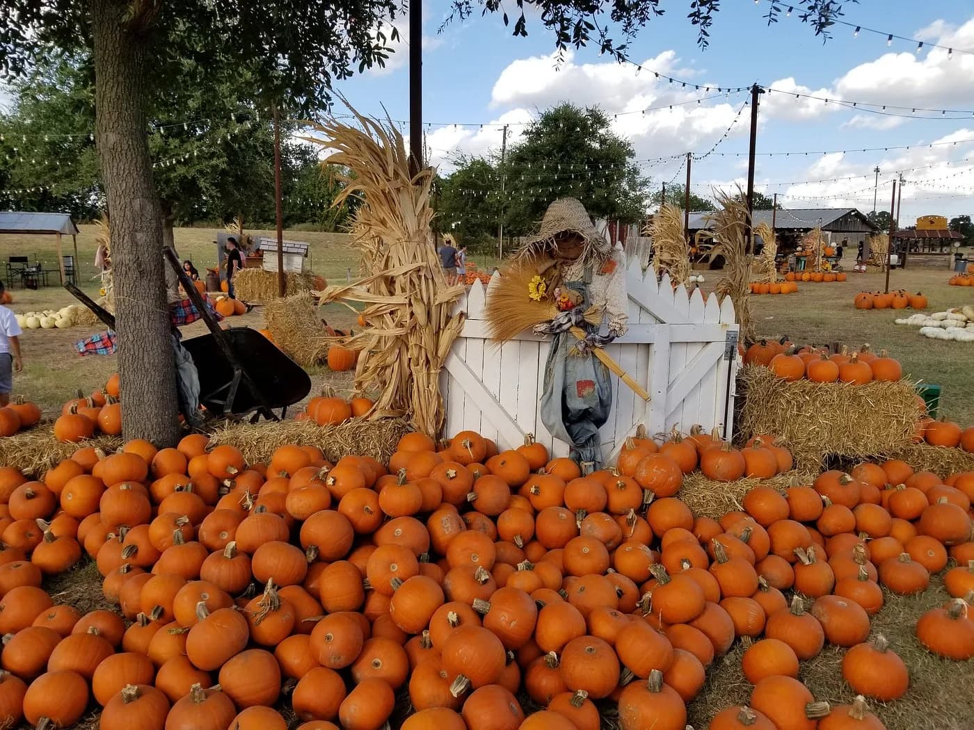 Pumpkin patch harvest display for family-friendly Massachusetts farm trips.