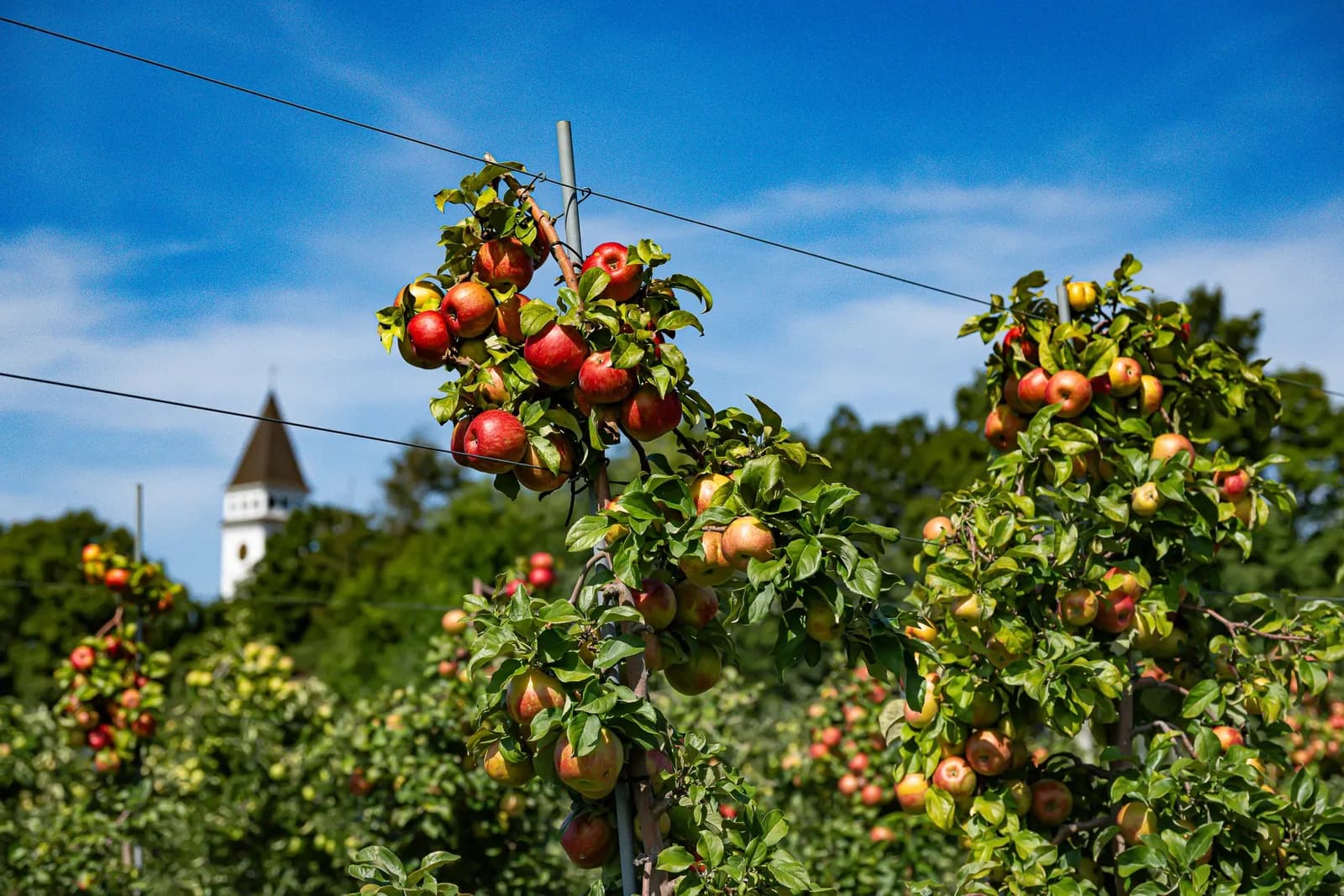 Apple tree produce for Rhode Island farm stand and orchard market routes.