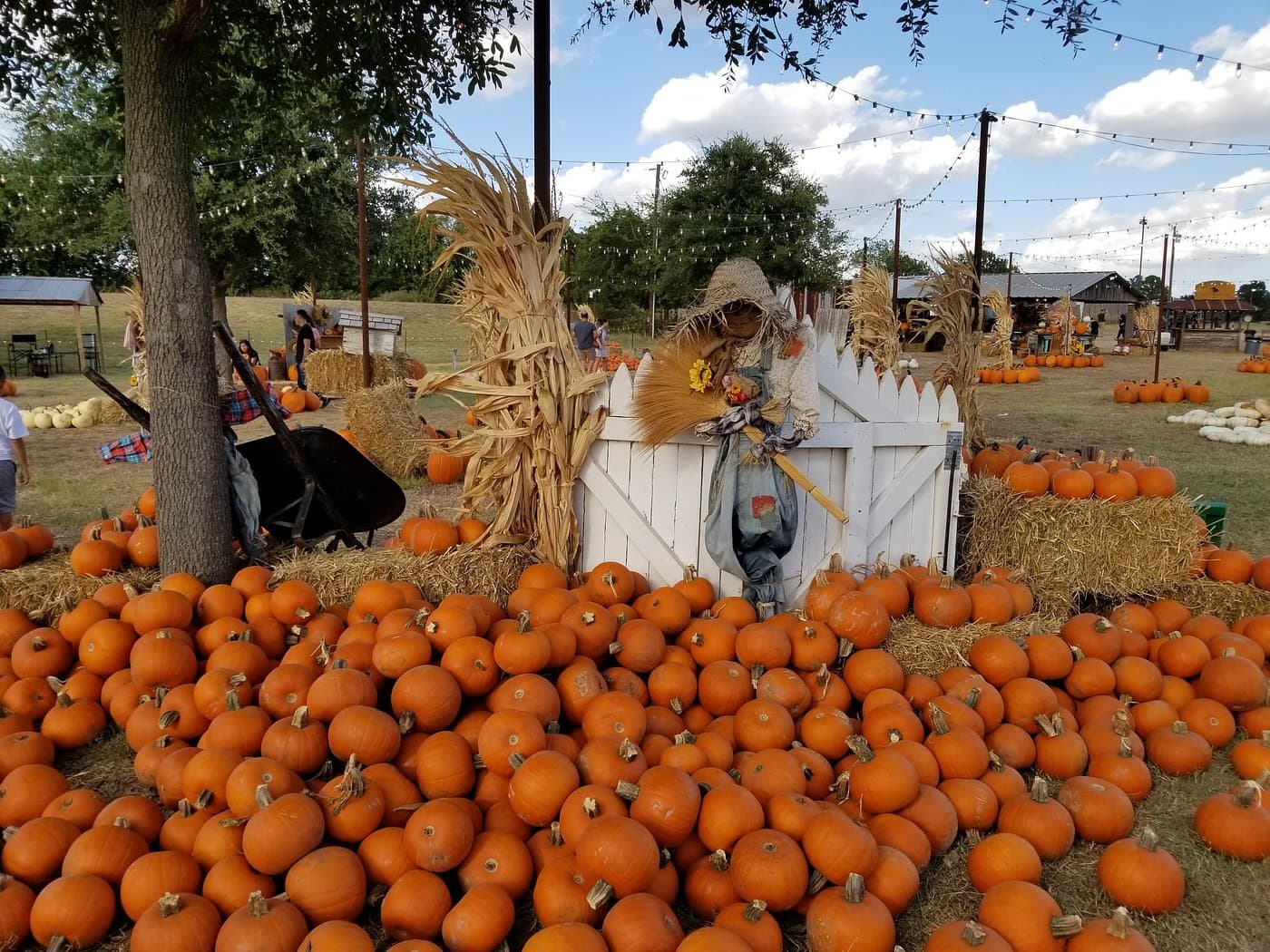 Pumpkins and gourds at a Massachusetts farm stand display.