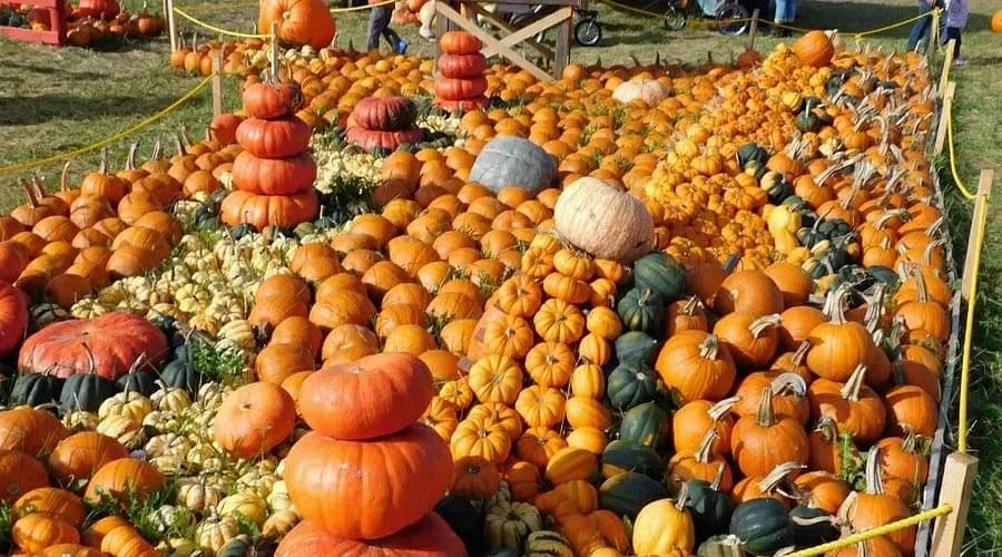 Honor-style farm display along a Massachusetts country road.