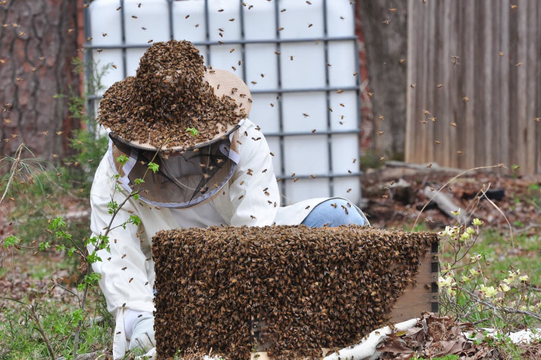 Honey frame from a local apiary in Rhode Island.