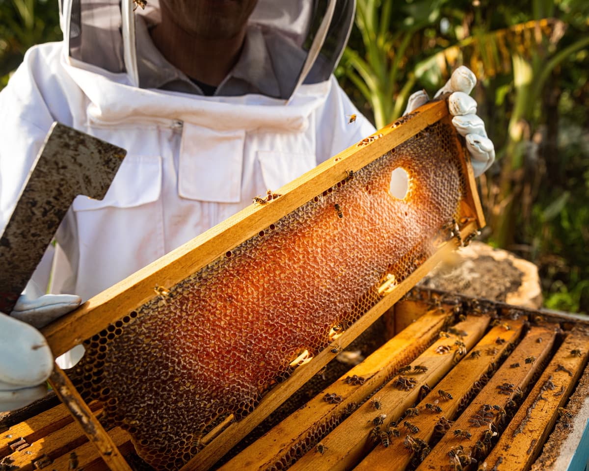 Beekeeper lifting honeycomb for a Connecticut honey and apiary guide.