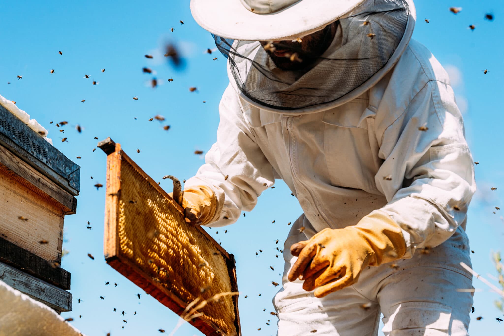 Beekeeper working with a hive for a Massachusetts local honey route.