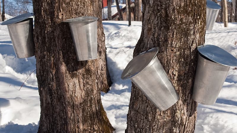 Maple buckets on snowy trees during Rhode Island sugaring season.