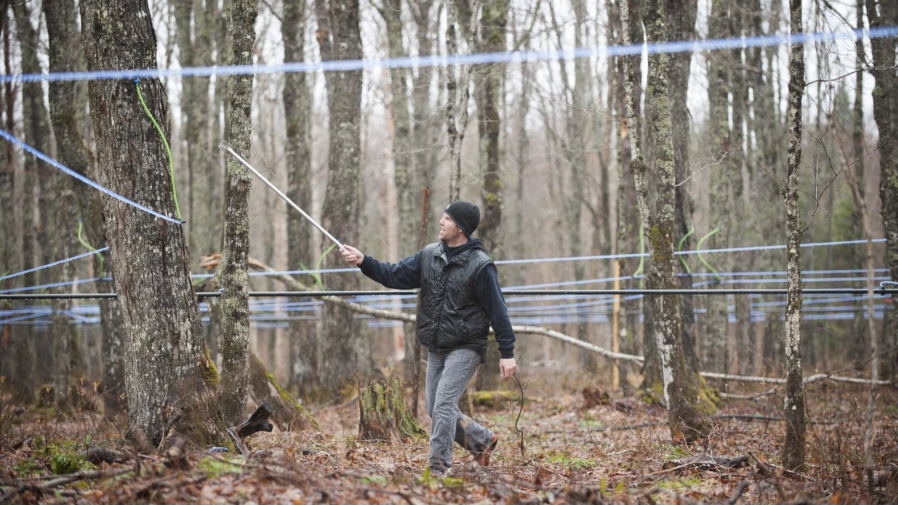Maple tapper checking sap lines in the woods during Vermont sugaring season.