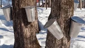 Maple sap buckets on trees in snowy woods during Rhode Island sugaring season.
