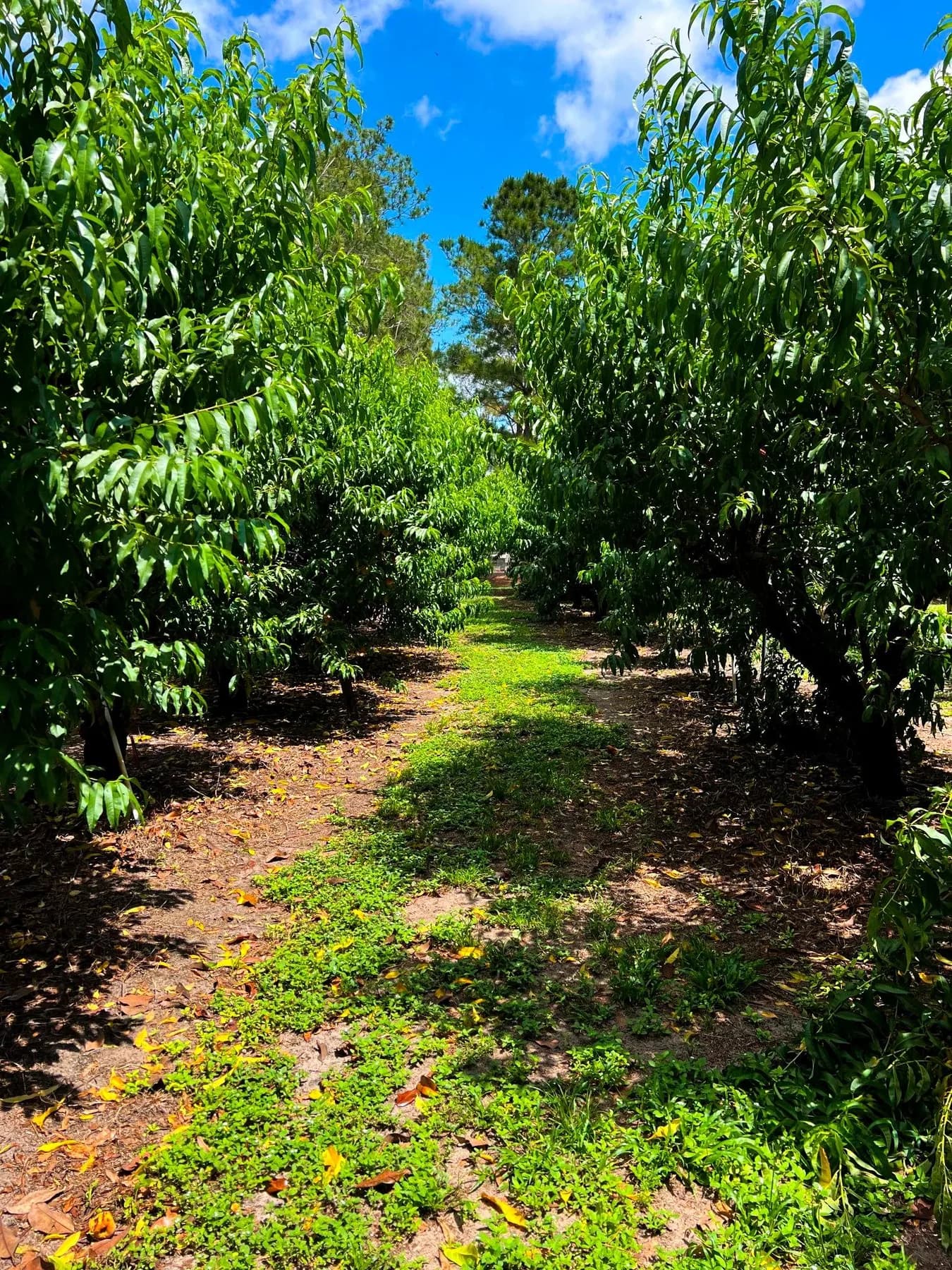 Nectarines ripening on a tree during Connecticut late-summer fruit season.