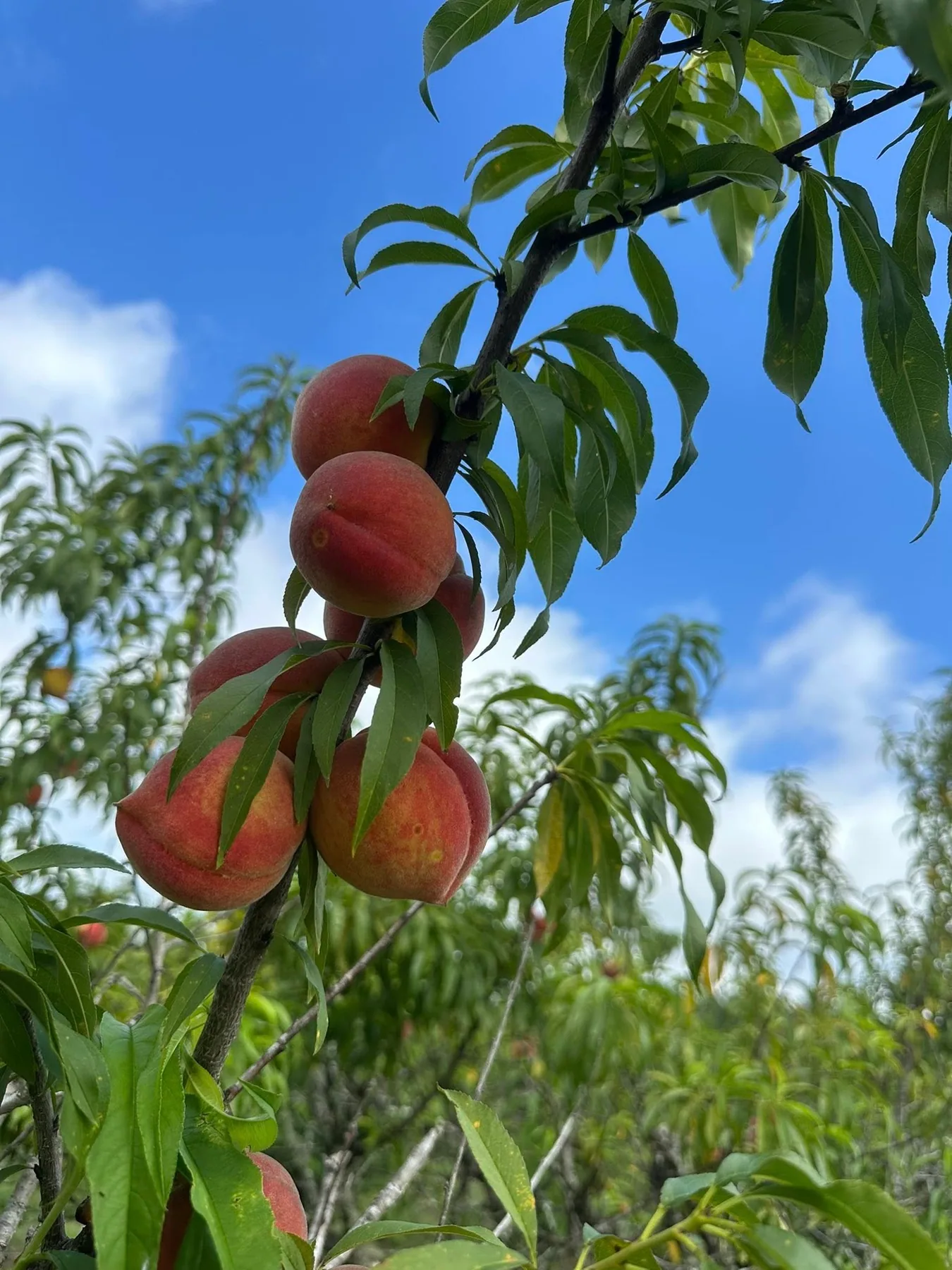 Paper bags filled with fresh peaches after picking in Vermont.
