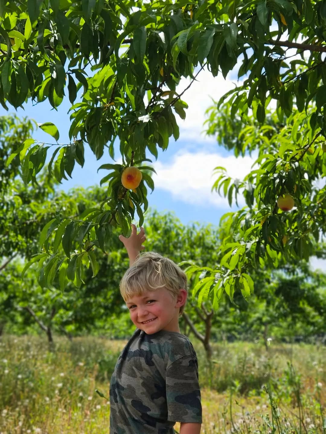 Baskets of ripe peaches after a Connecticut stone-fruit picking trip.
