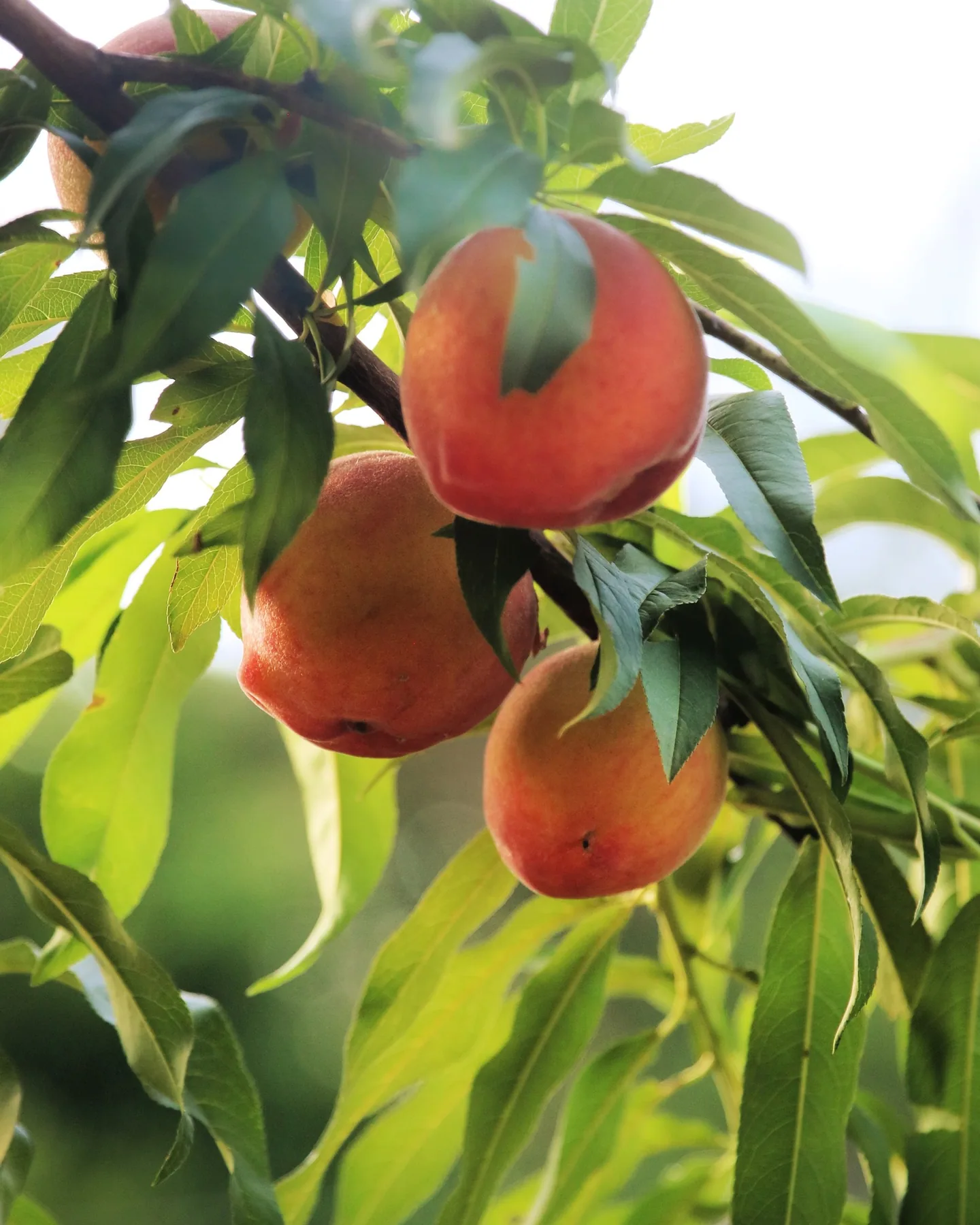 Long peach orchard row for planning a Vermont late-summer farm visit.
