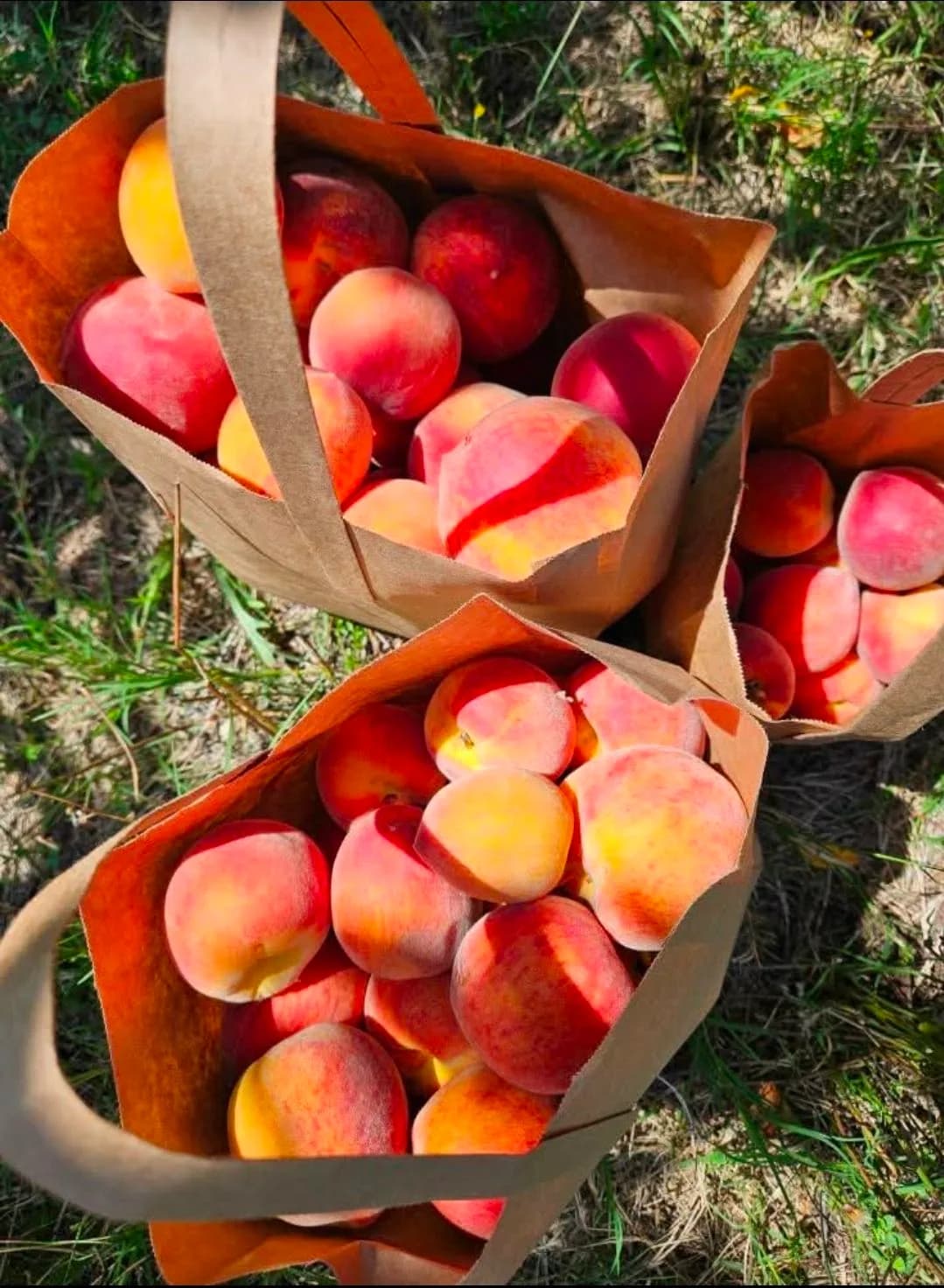 Family picking peaches in an orchard for a Vermont peach guide.
