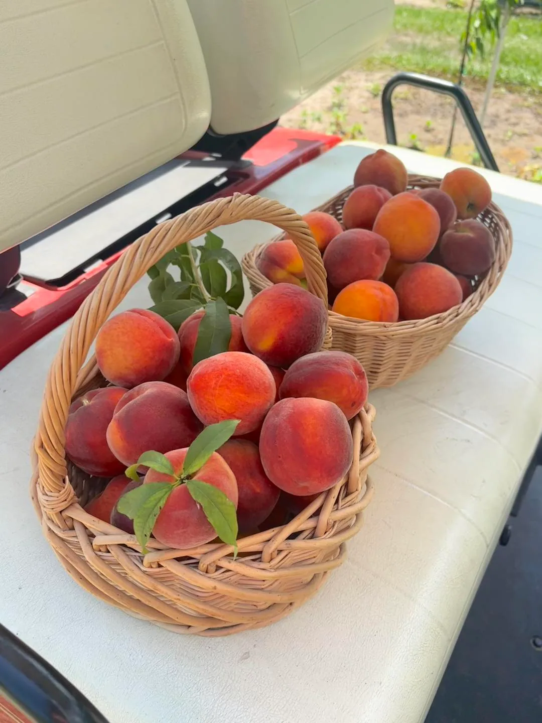 Visitor holding a peach under orchard trees during Maine peach season.