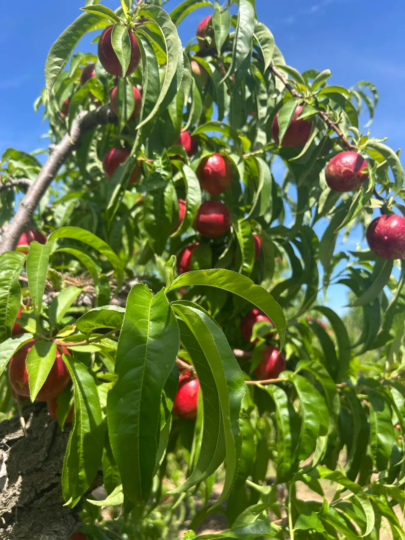 Peaches inside a leafy orchard canopy for a Rhode Island peach route.