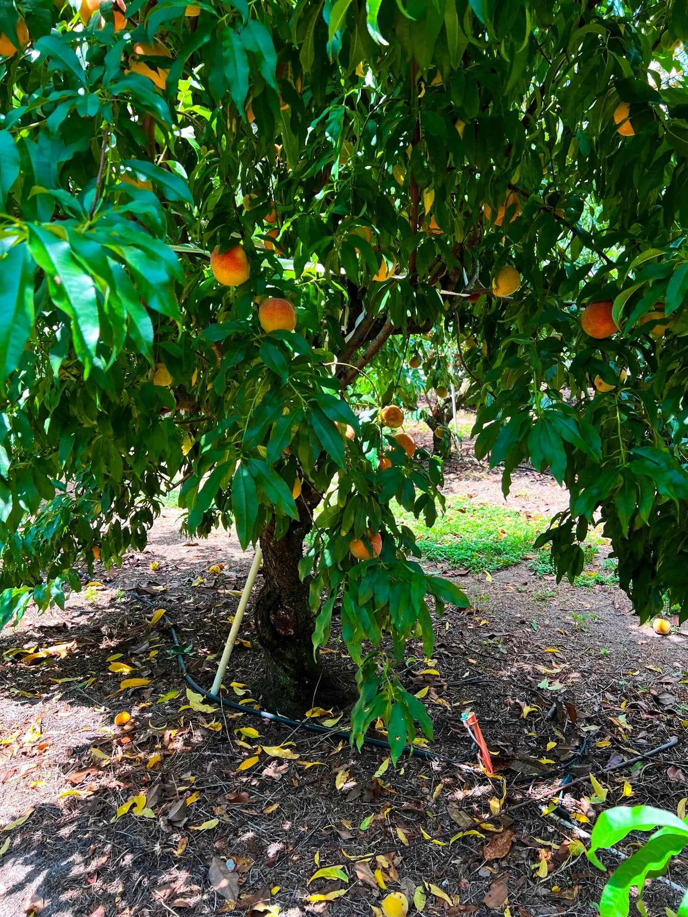 Peaches ripening under a blue sky for a Connecticut peach and nectarine picking guide.