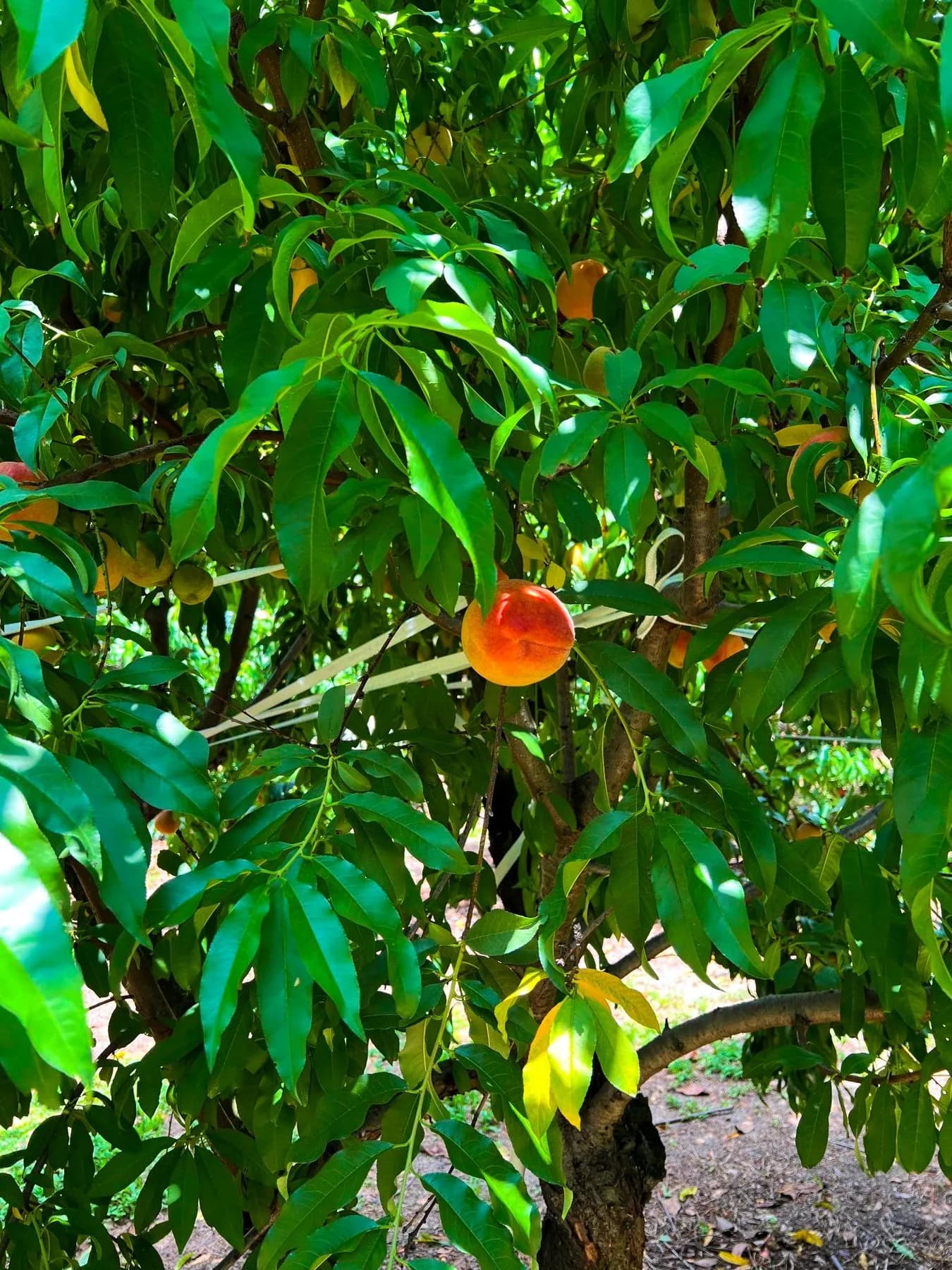 Peaches hanging from a branch for peach picking in Massachusetts.