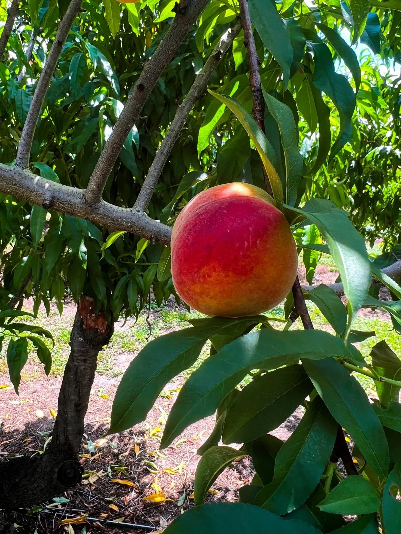 Close-up of a ripe nectarine on a branch for Connecticut stone-fruit planning.