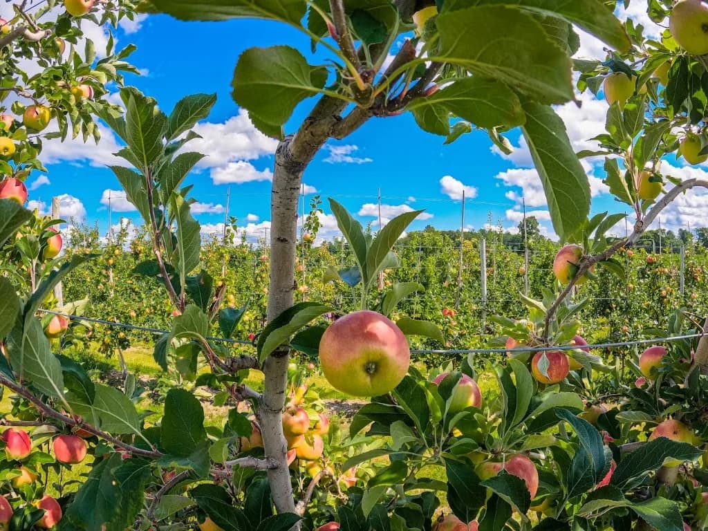 Apple orchard rows for Rhode Island pick-your-own farm routes.