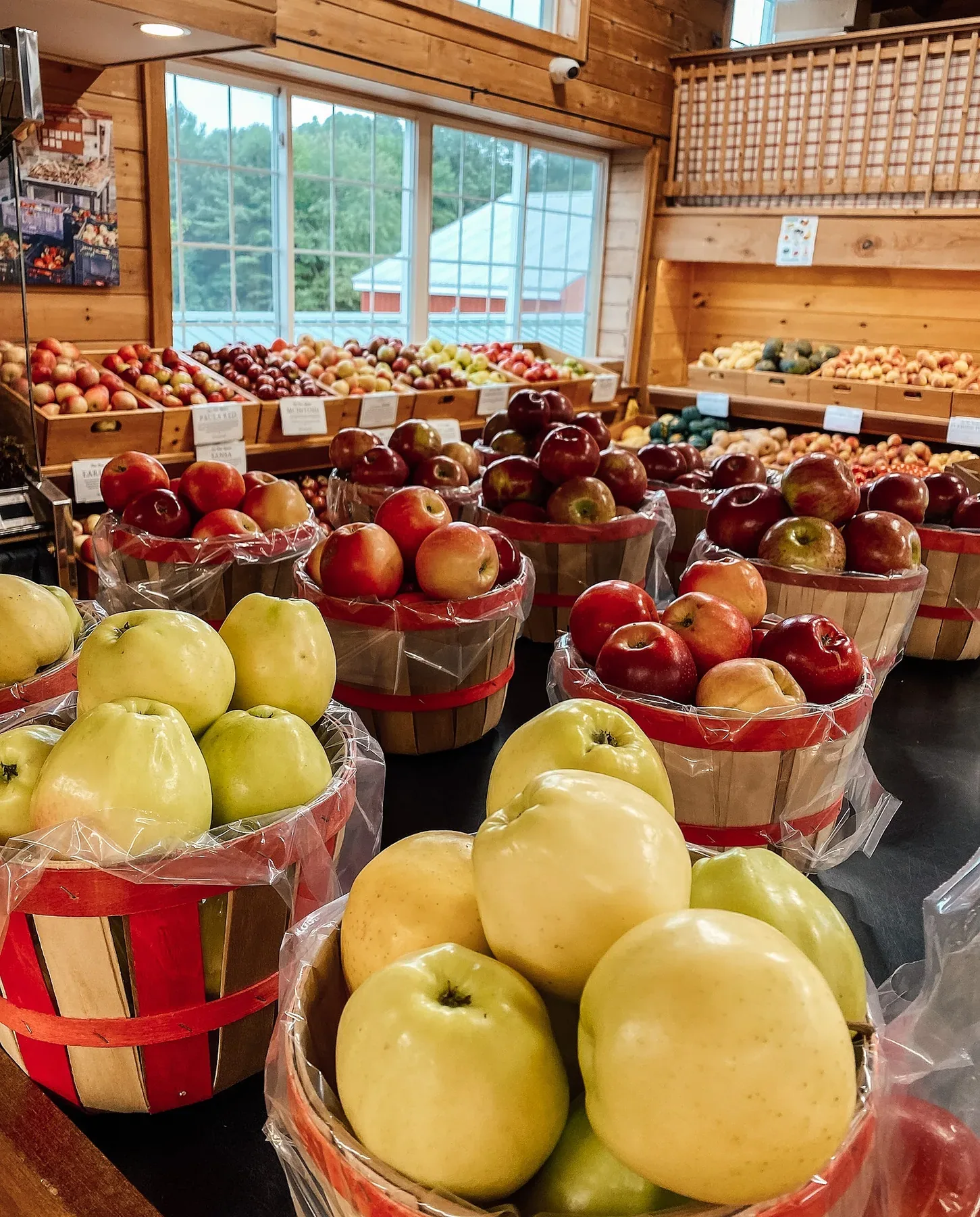 Apple orchard rows for Rhode Island pick-your-own farm routes.