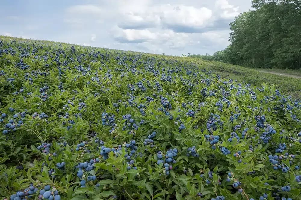 Blueberry field rows for Massachusetts pick-your-own farm routes.