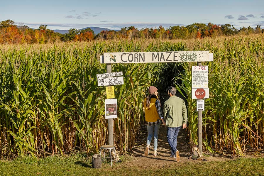 Visitors entering a fall corn maze in Massachusetts.