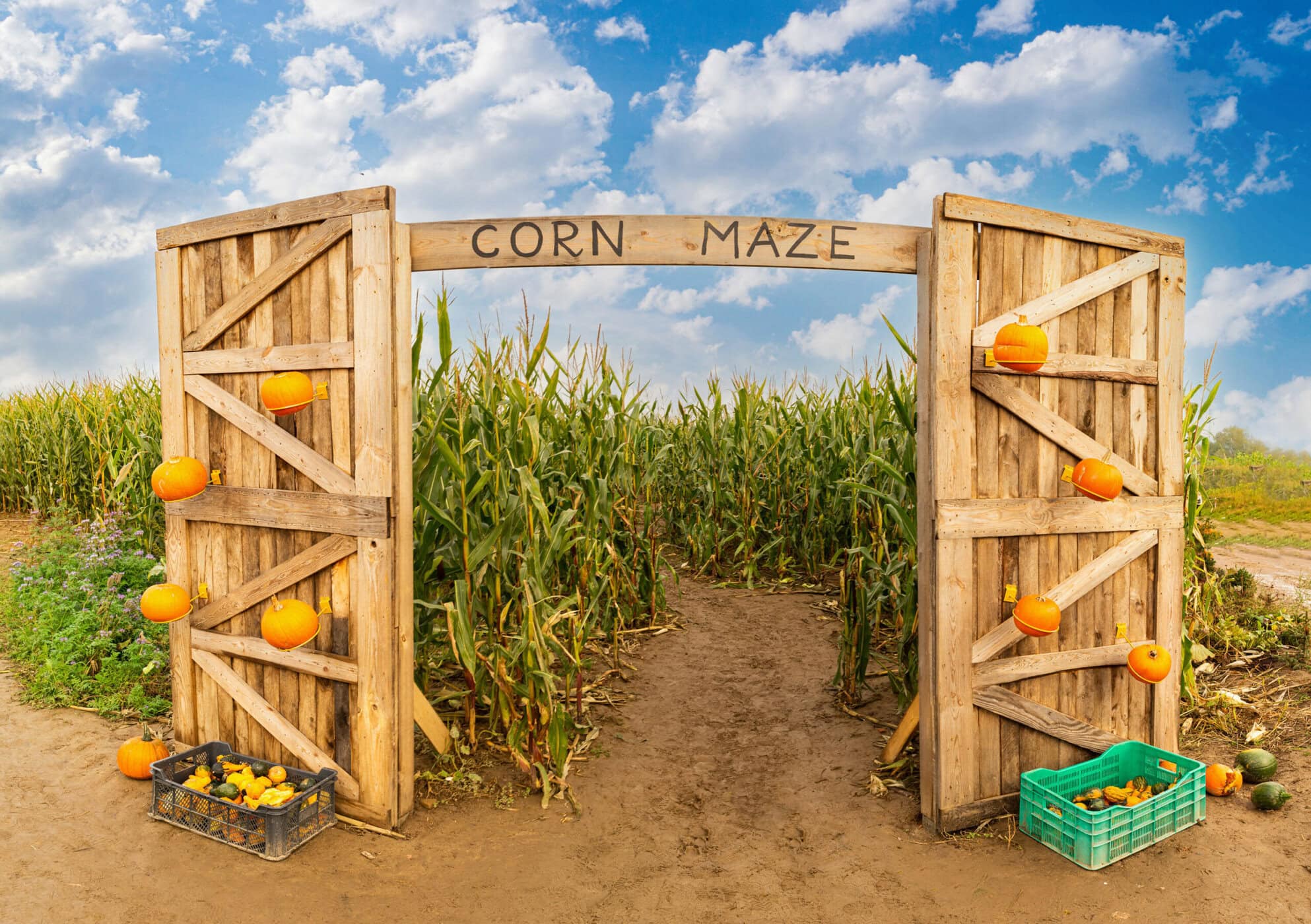 Wide corn maze entrance with pumpkins for New Hampshire fall outings.