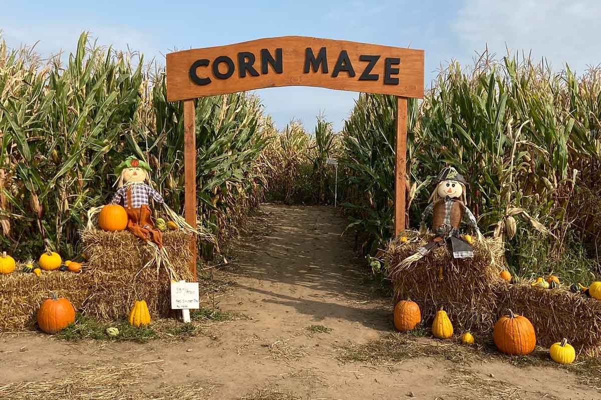 Wooden corn maze gate with pumpkins for Rhode Island pumpkin and maze routes.