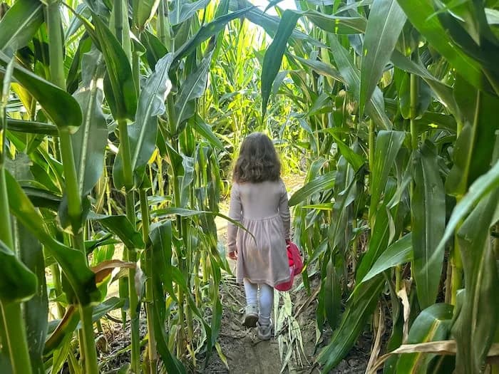 Child walking through tall corn rows at a Maine corn maze.