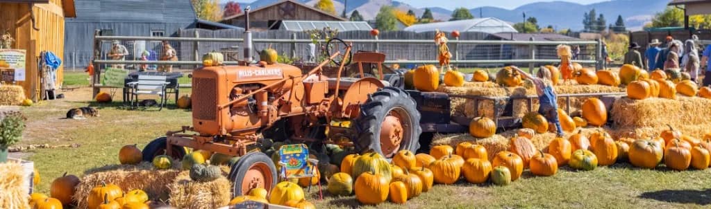 Pumpkin patch with hay bales and vintage tractor for Maine fall farm visits.