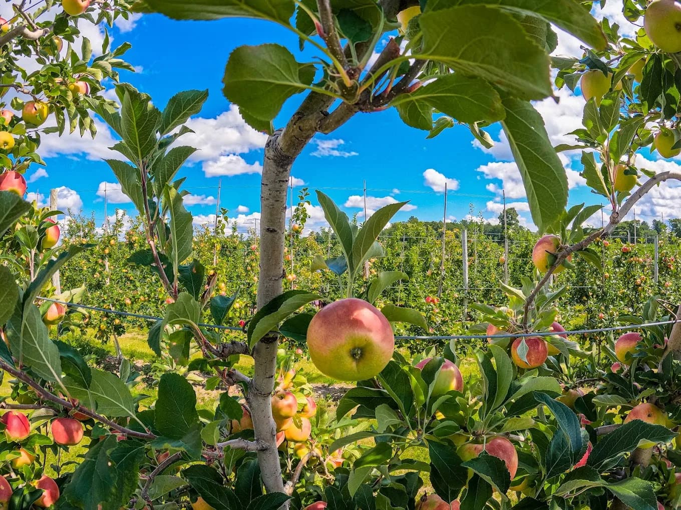 Apple orchard roadside farm stop for self-serve New Hampshire farm shopping.