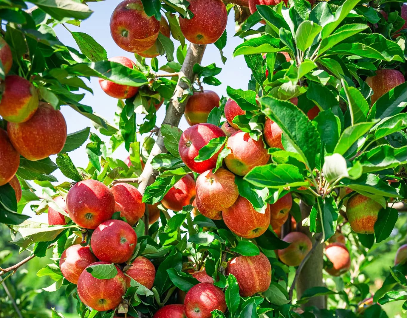 Roadside orchard apple farm stop for Rhode Island country-road routes.