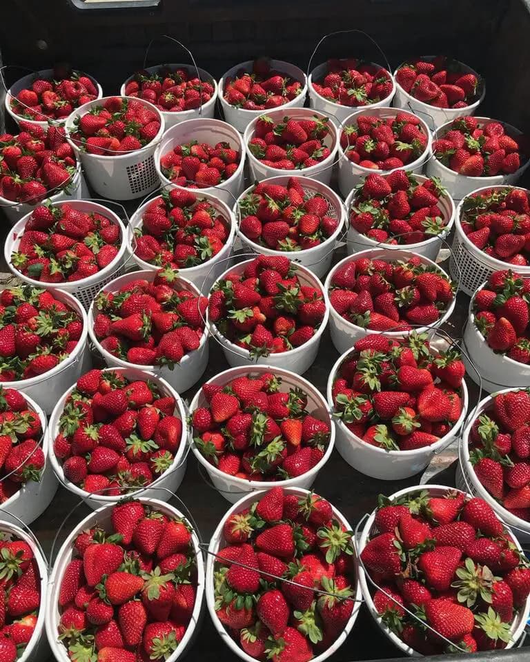 Buckets filled with ripe red strawberries after a New Hampshire strawberry picking outing.