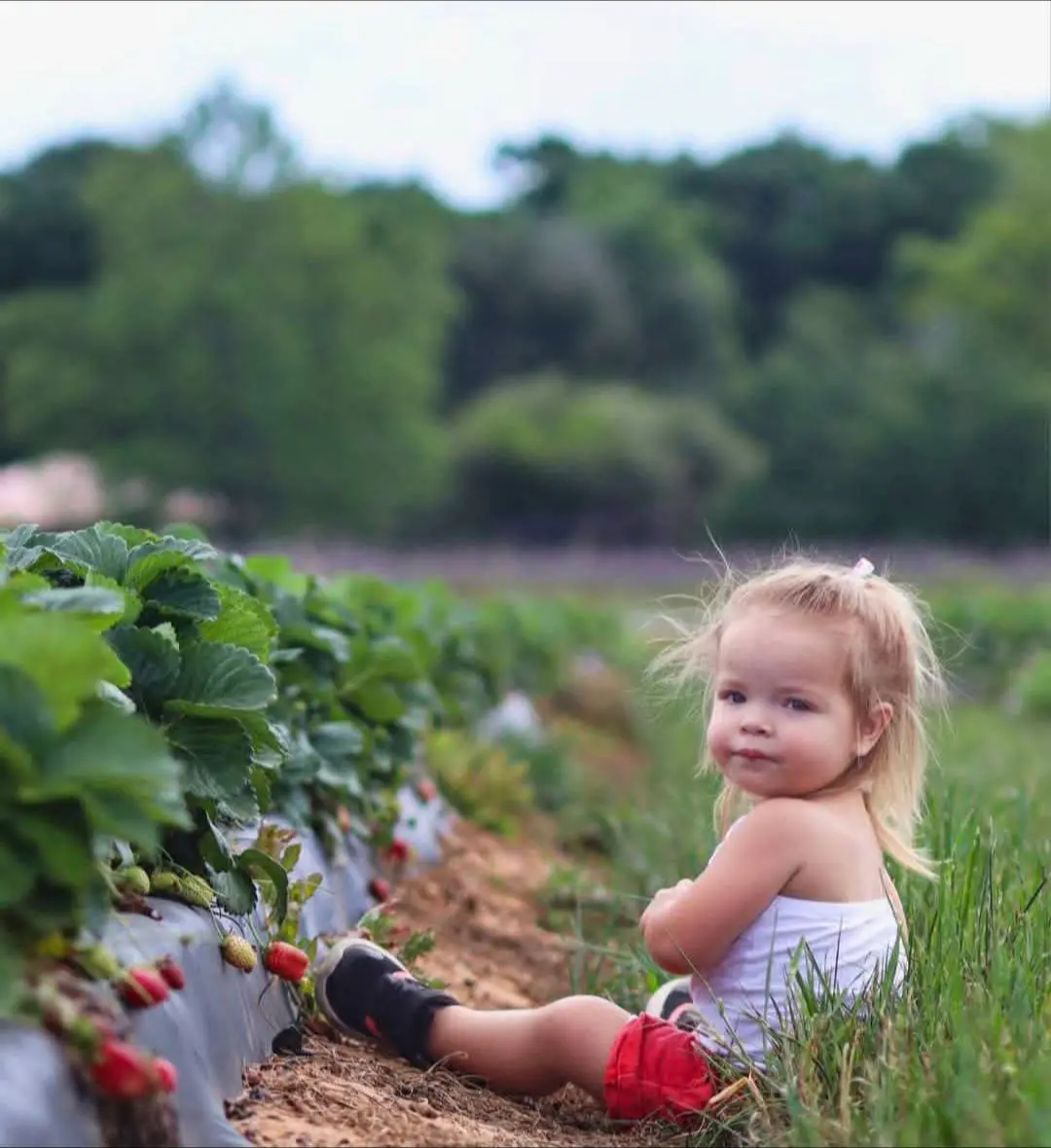 Child sitting beside strawberry rows during pick-your-own strawberry season in Massachusetts.