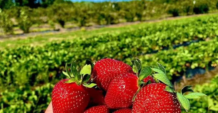 Close-up of ripe strawberries in a field for strawberry picking in New Hampshire.
