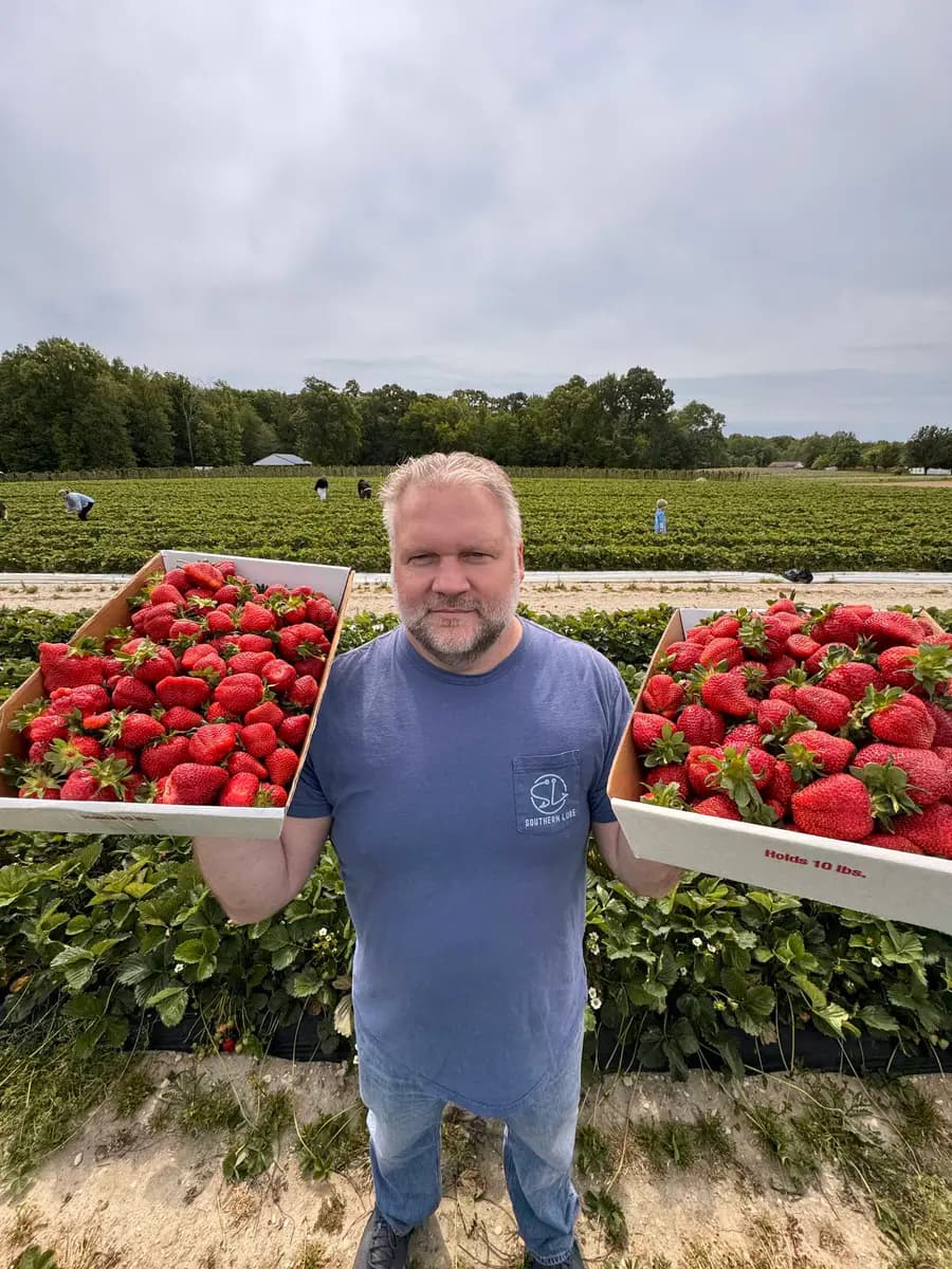 A farm visitor holding flats of ripe strawberries during Connecticut strawberry picking season.